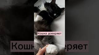 Кошка доверяет и чувствует себя защищенной #shorts #кошки #кот #коты #котики