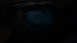 Night Bioluminescence in Tampa Bay - June 2022