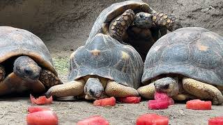 Valentines Day at the Gladys Porter Zoo