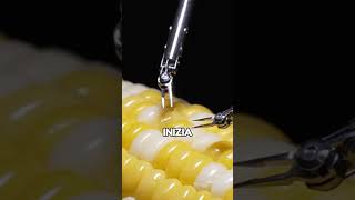 Microscopica Operazione di un Robot su un Chicco di Mais 🌽(Crediti: @sony-technology4466) #shorts