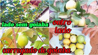 Como fazer frutíferas produzir um lado de cada vez?//Colheita de goiaba!