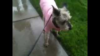 Natasha running home in the rain