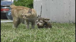 TWEEK, The Cutest Handicapped Chihuahua walks again to see her best friend.