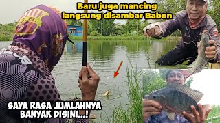 Langsung disambar Ikan Babon,mancing nila Babon umpan lumut Empang H Amit