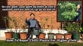 How To Repot Chilli Plant for high yield | डल्ले खुर्सानी |अकबरे| Repotting Dalle / Akabare Khursani