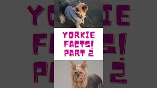 Surprising Facts About Yorkies You Never Knew! -  Part 2