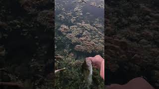 Second largemouth bass release video.  Same top water catch!!!