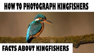 HOW TO PHOTOGRAPH KINGFISHERS-Facts about kingfishers