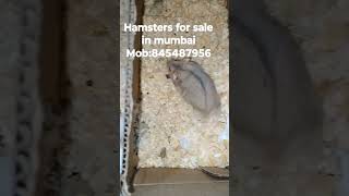 hamsters for sale in mumbai #pets #mumbai #forsale #petsforsale #hamsterbreeding