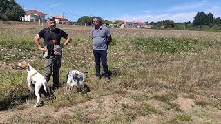 Rapport Caza Practica Setter Club, Saviñao, 20 de agosto de 2022