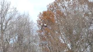 Bald Eagle Release