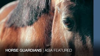 Bangladesh: Horse guardians