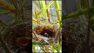 #birds #nature #shorts #short