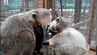 Носуха лопает сухарик / Coati is crunching crouton