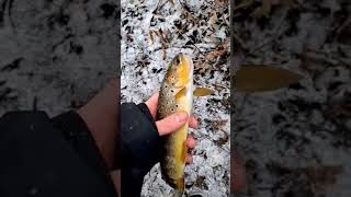 Happy 2023 Fam!! Part 1! #shorts #subscribe #fish #fishing #browntrout #river #newyear