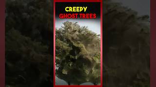 Creepy ghost tree 🌳👻☠️