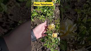 #rose Троянда першорічка, флорибунда Телефон, #всебудеукраїна