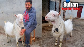 Sultan Beautiful Tedda & Beetal Goats Of Nabeel Bhai Lahore 2024