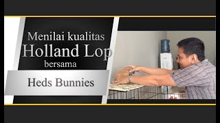 (Untuk Pemula) Menilai kelinci holland lop