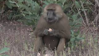 Guinea Baboon Helps Himself to Some Bread at the Lodge!