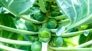 Brussel sprouts growing - what does the plant look like?