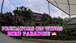 Predators on Wings | Sky Amphitheatre | Bird Paradise SG  4K