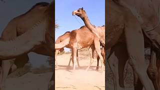 Biggest  Camel Mating Enjoying  #camelsound #shorts