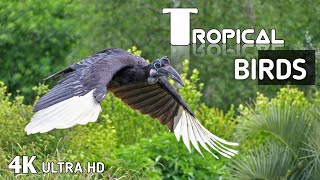 Tropical Birds In 4K - Beautiful Bird Sound Of Rainforest | Jungle Sounds |Scenic Relaxation Film #4