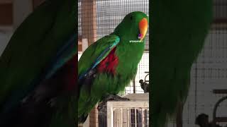 Eclectus Parrot Funny Video! #ParrotFunnyVideo #BirdHumor