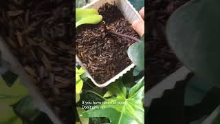 Reverted Plants Stories!🌿| Just don’t give up 😉