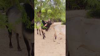 Bull Full masti #bull #big #movement #viralshots #animals #entertainment #village #video