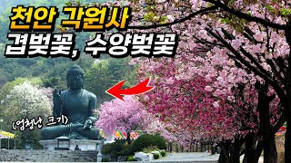 4월 겹벚꽃 명소 천안 각원사 개화 가는법 포토존 총정리! | 대중교통 당일치기 여행 | Cherry Blossoms in Cheonan, Korea