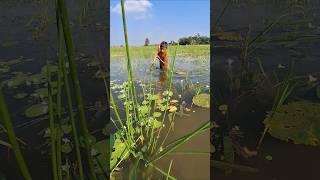 Wow! Amazing Boy Catching big Ruhu fish by teta in Beel water #teta_fishing #fish_hunting_by_teta