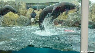 Super ADORABLE Sealions Eating and Dancing!