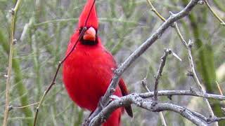 Northern Cardinal, Arizona