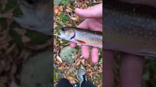 Brook Trout Fishing in Creek #shorts #youtubeshorts #trout #fishing #creek