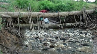 Net Fishing In Battambang Province - Khmer Net Fishing -Cambodia Traditional Fishing ( Part 117)