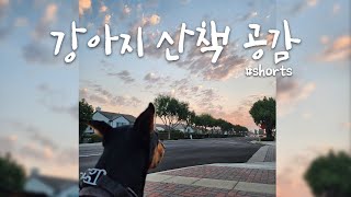 산책 나갔을 때 강아지 공감 #shorts