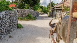 沖縄 竹富島の水牛車観光 (Water Buffalo in Taketomi Island) Okinawa