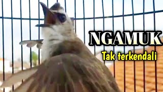 trucukan gacor TARUNG EMOSI BUAT pancingan trucukan agar bunyi JADIKAN burung trucukan gacor ropel