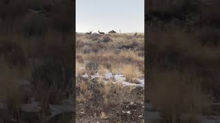 Mule deer in the rut!