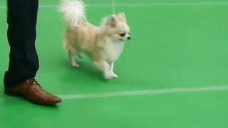 Chihuahua Club of Scotland Championship Show April 2022 - Long Coat Chihuahua Dog Challenge