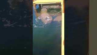 12-4-23 Manatees