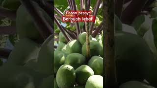 buah pepaya berbuah lebat sekali di musim kemarau panjang