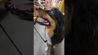 Training at Home Improvement store ❤️🐾 #shorts #dog #australianshepherd