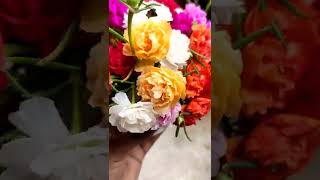 portulaca || nine o'clock flower || portulaca flower plant||#shorts