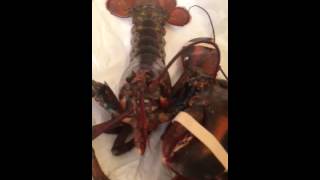 CAT and the Lobster/Cat home video/What is this creature mom/shorts/cat lover/cat on youtube