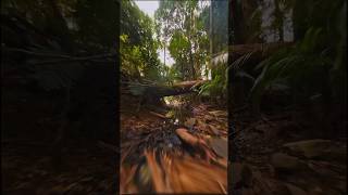 🤯 I flew my drone under a fallen tree in the middle of an Australian forest 🌳 #creator #travel