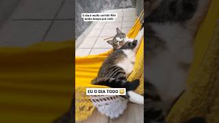 pense na luta diária 😹😹 #funk #musica #gata #gatos #cat #catlover