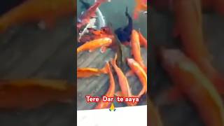 Tere Dar te aaya|Bangla Sahib Gurudwara| #ytshorts #shorts#fish#waheguru#shabad#trending#shortsfeed